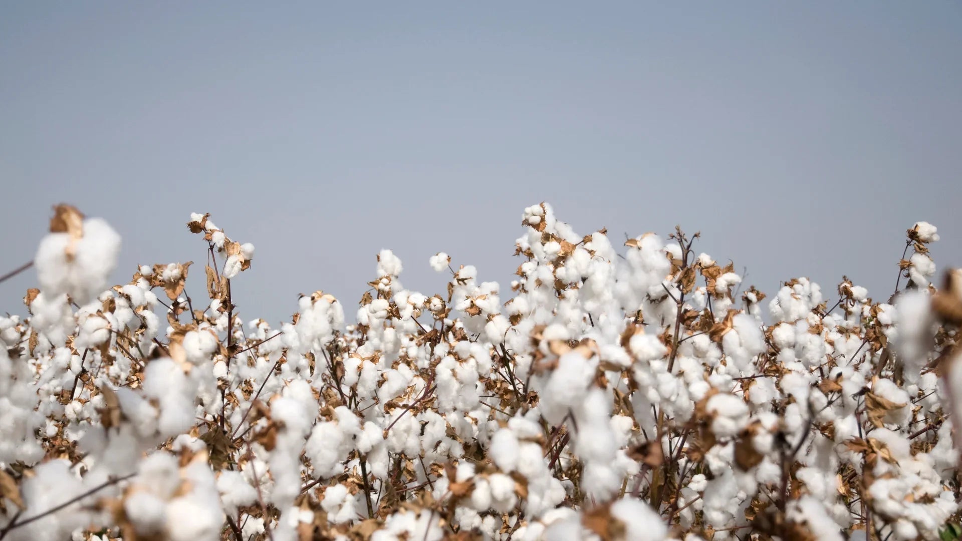 What does Sustainable cotton means.